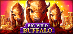 Big Wild Buffalo